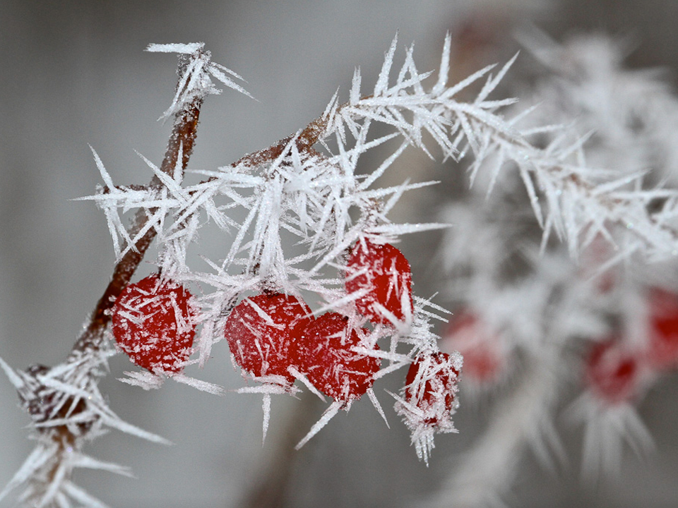 frost-3-960x720-1.png