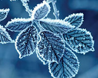 frost.jpg
